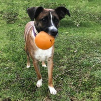 Load image into Gallery viewer, Aussie Dog Buddy Ball
